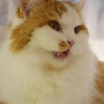 レス4番の画像2