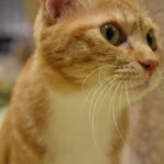 レス28番の画像2