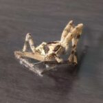 レス42番の画像1