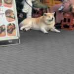 レス1番の画像1