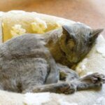 レス65番の画像1