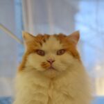 レス3番の画像3