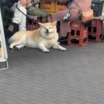 レス16番の画像1