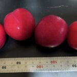 レス27番の画像1