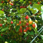 レス18番のサムネイル画像