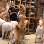 レス11番のサムネイル画像