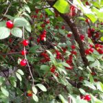 レス18番のサムネイル画像