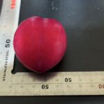 レス9番の画像1