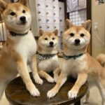 レス15番のサムネイル画像