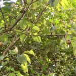 レス37番の画像1