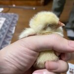 レス58番の画像1