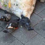 レス37番の画像1