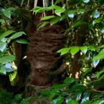 レス37番の画像2