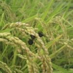 レス23番のリンク先のサムネイル画像