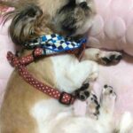 レス38番の画像1