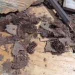 レス2番の画像3