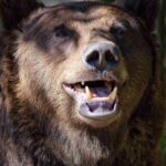 レス2番のリンク先のサムネイル画像