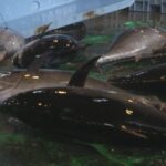 レス1番のリンク先のサムネイル画像