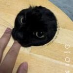 レス2番のリンク先のサムネイル画像