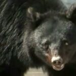 レス52番のリンク先のサムネイル画像