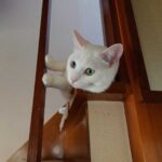 レス87番のリンク先のサムネイル画像