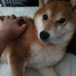 レス47番の画像1