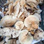 レス2番の画像2