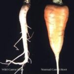 レス1番の画像5