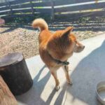 レス5番の画像2