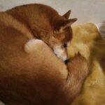 レス5番の画像1