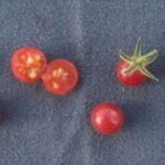 レス15番の画像2