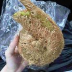 レス2番の画像2