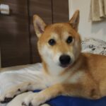 レス28番の画像1