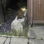 レス41番の画像1