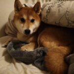 レス2番の画像1