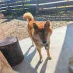 レス5番の画像1