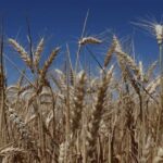 レス3番のリンク先のサムネイル画像