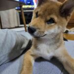 レス21番の画像1