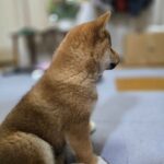 レス10番の画像1