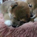 レス103番の画像1