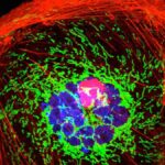 レス115番のリンク先のサムネイル画像