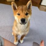 レス10番の画像2