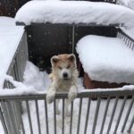 レス84番の画像1