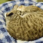 レス28番の画像1