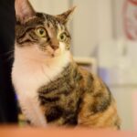 レス6番の画像2