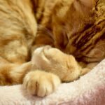 レス25番の画像2