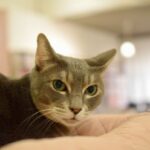 レス6番の画像3