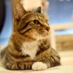 レス21番の画像3