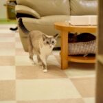 レス29番の画像1