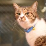 レス21番の画像2